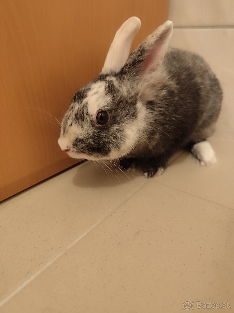 Darujem zajačika - 3