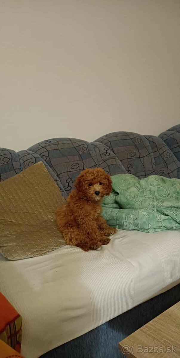 Predám šteňa cavapoo - 3