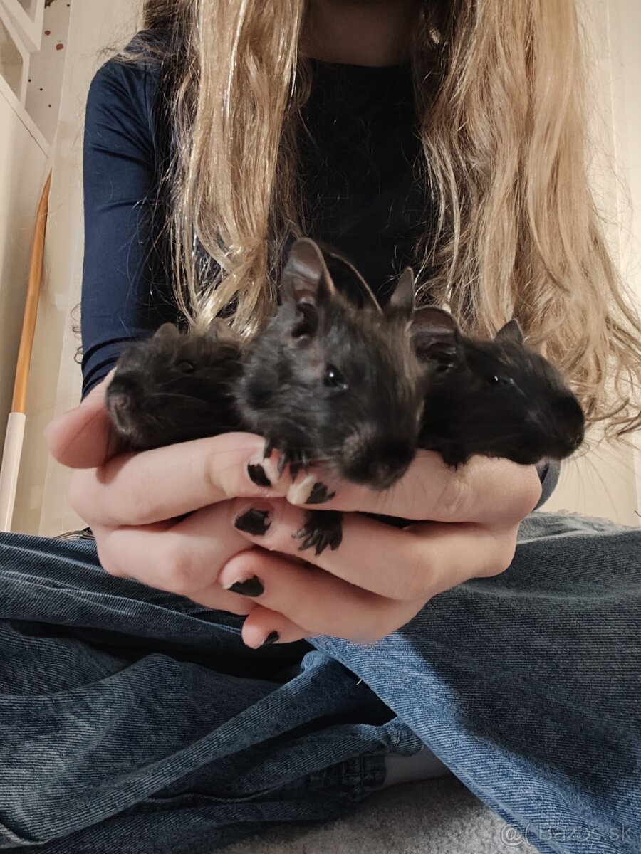 Osmaky degu - 3
