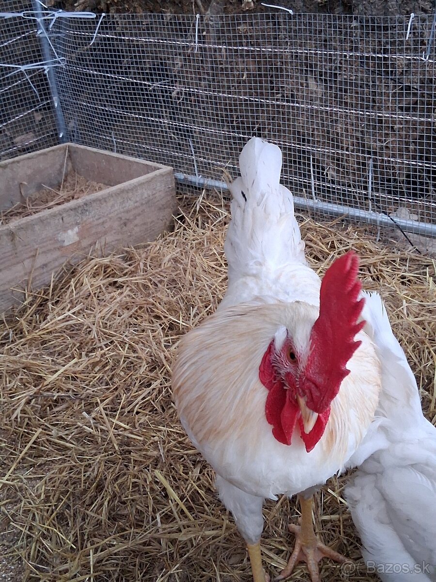 Predam kohút Dominant biely – 21 týždňov - 3