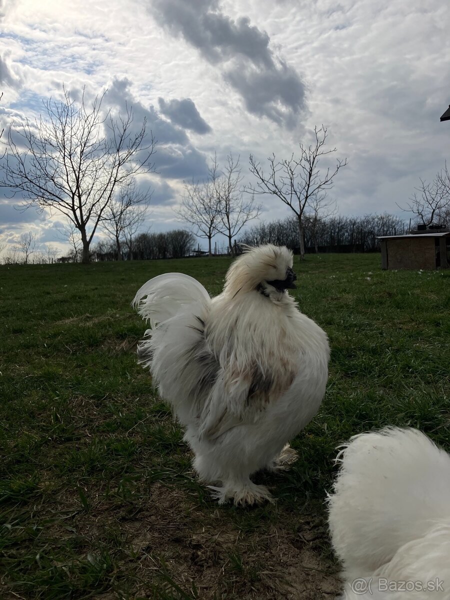 Predám/vymením kohútov hodvábničky - 3