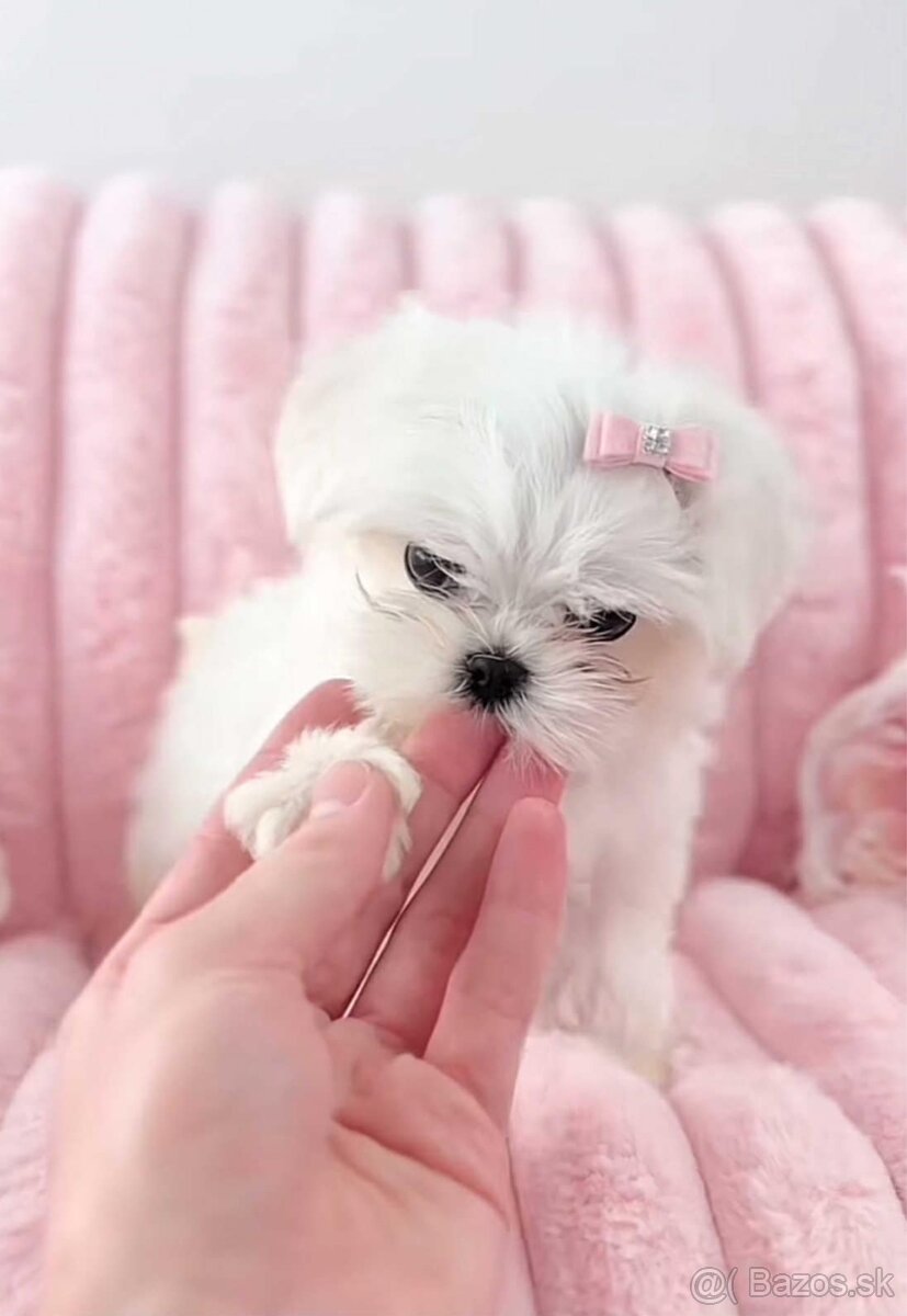 Mini Maltezák - 3