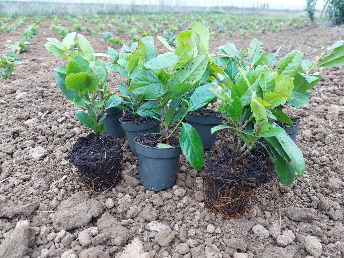 Vavrínovec lekársky Novita (Prunus laurocerasus Novita) - 3