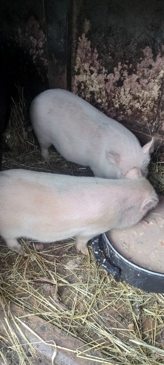 Vietnamske odstavčata - 3