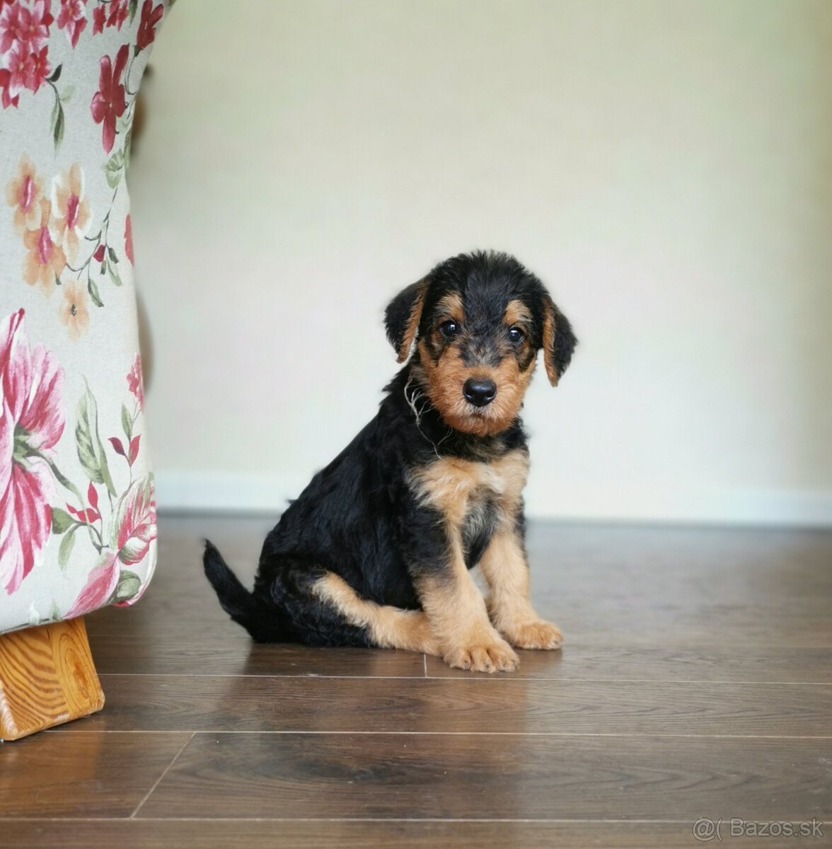 Airedale teriér / Erdelterier - šteniatka s PP - 3