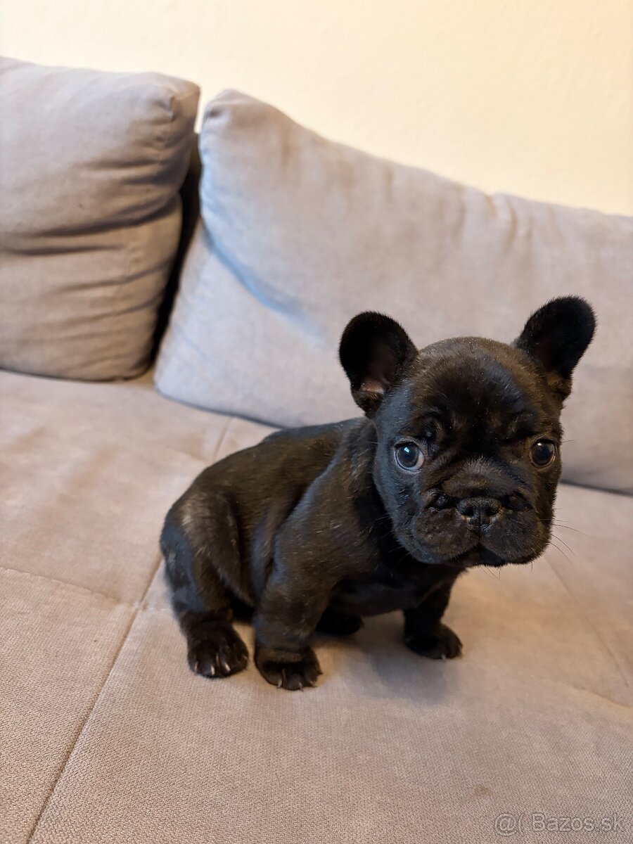 Francúzsky buldoček - 3