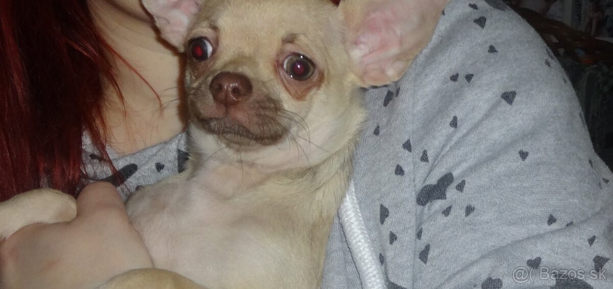 čivava krátkosrstá - 3