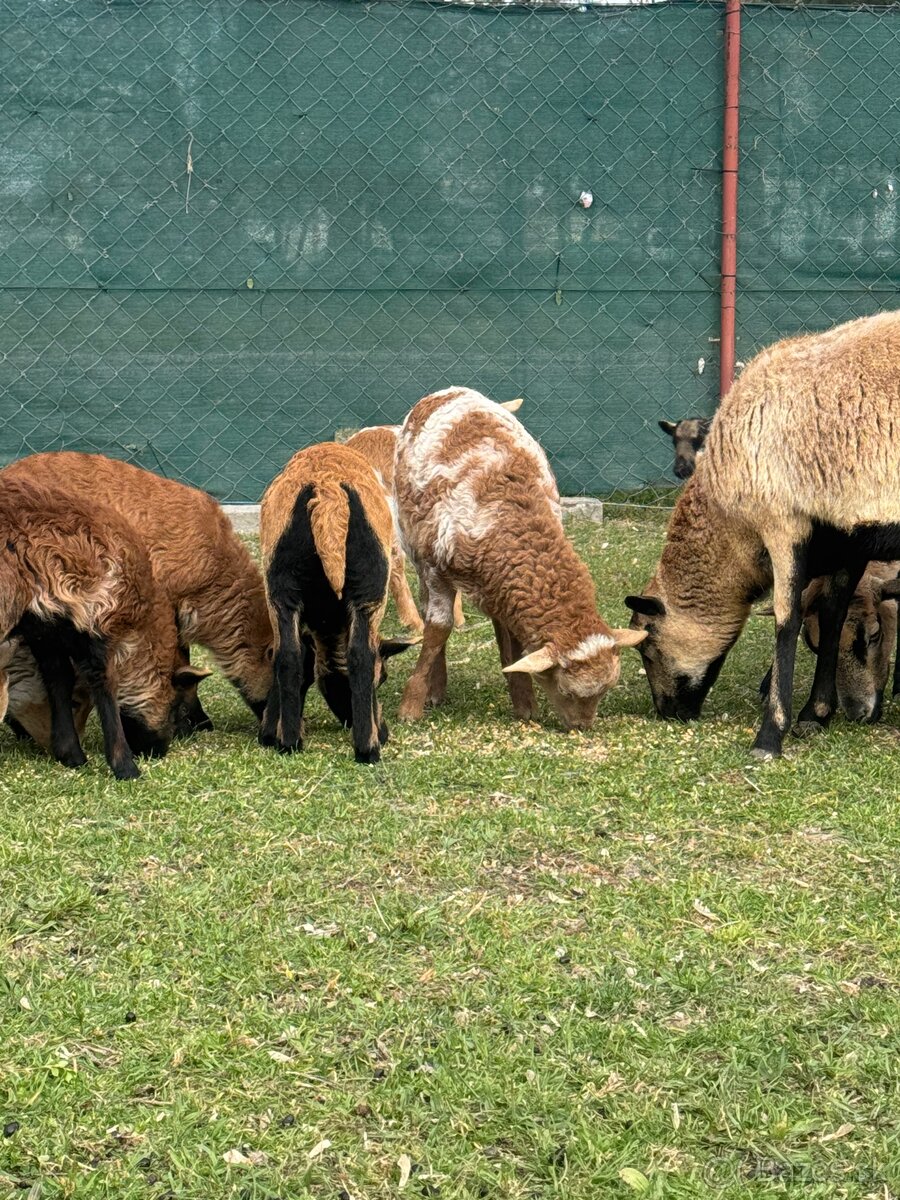 Predám Kamerunske jahňatá - 3