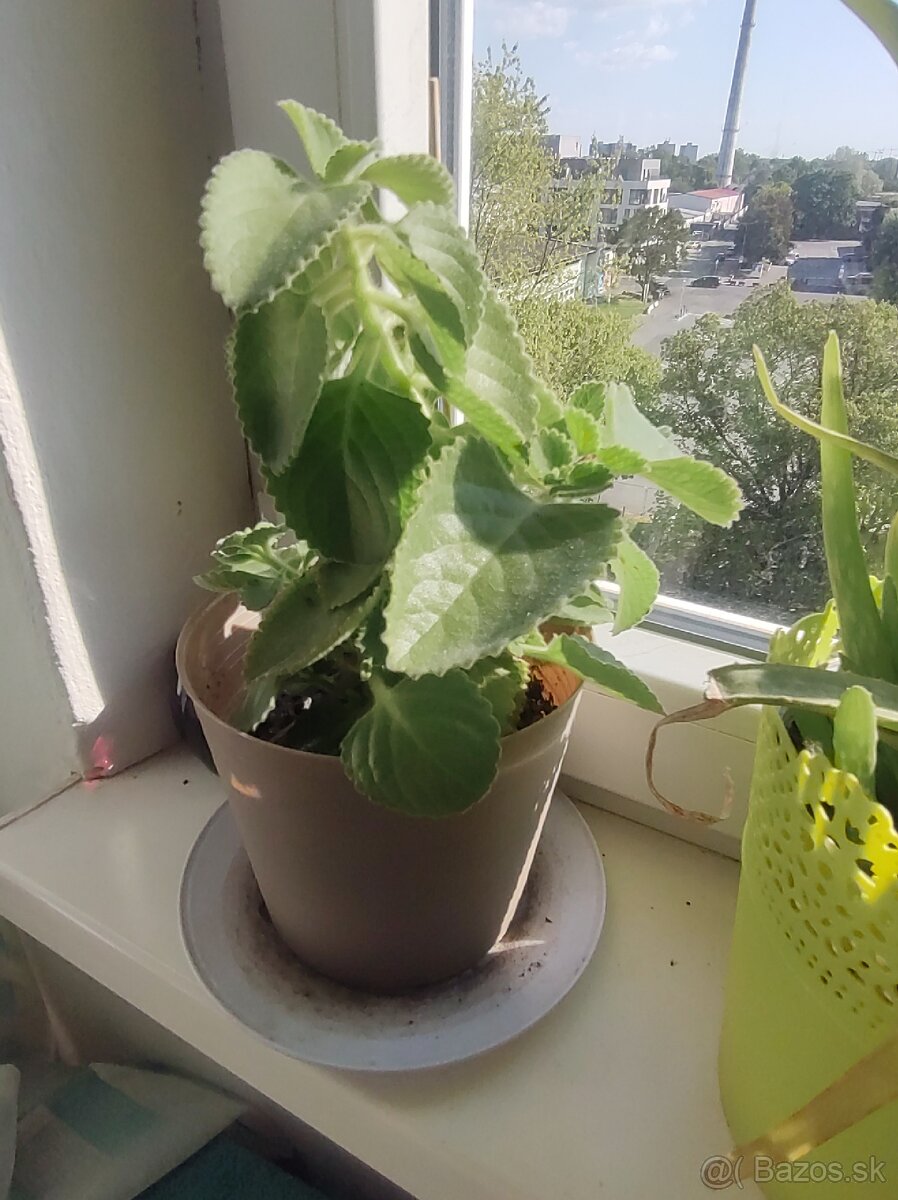 Predám nadchovnik, aloe Vera, potos - 3