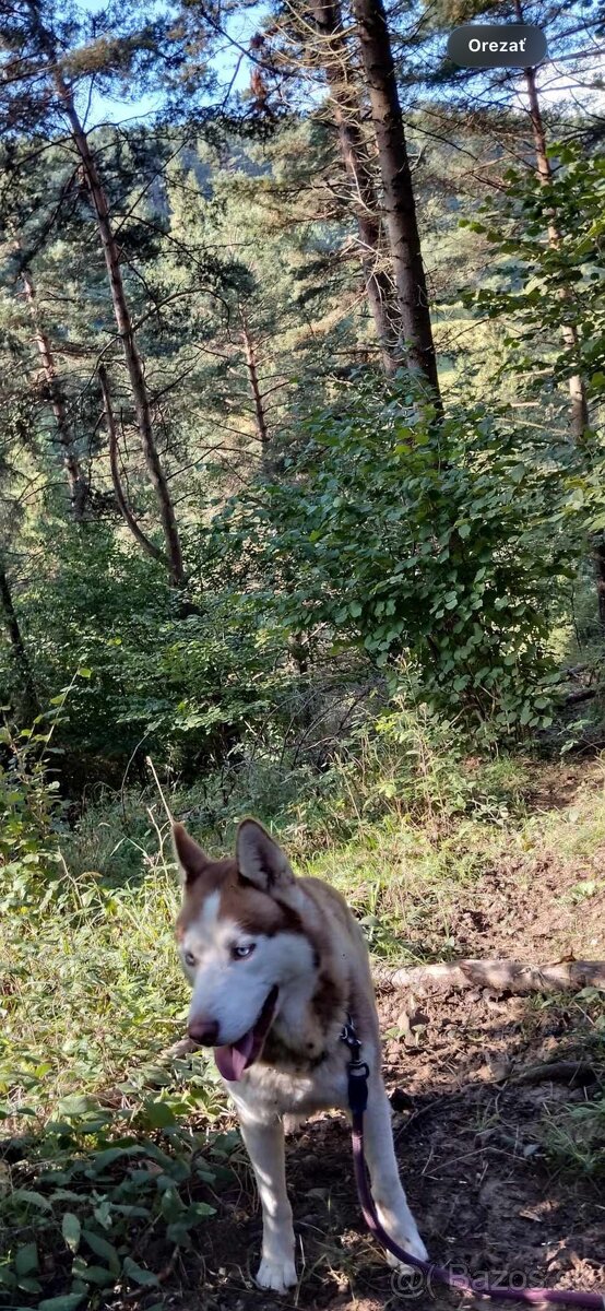 Rezervacia Sibirsky husky - 3