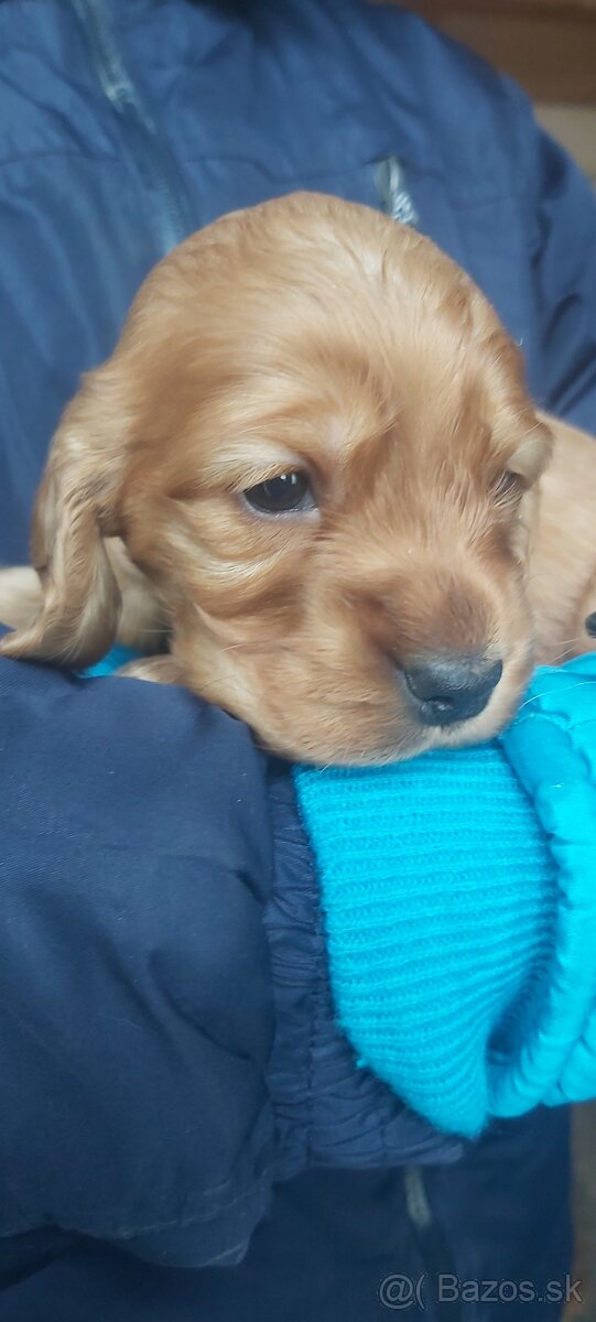 Anglický kokeršpaniel - 3