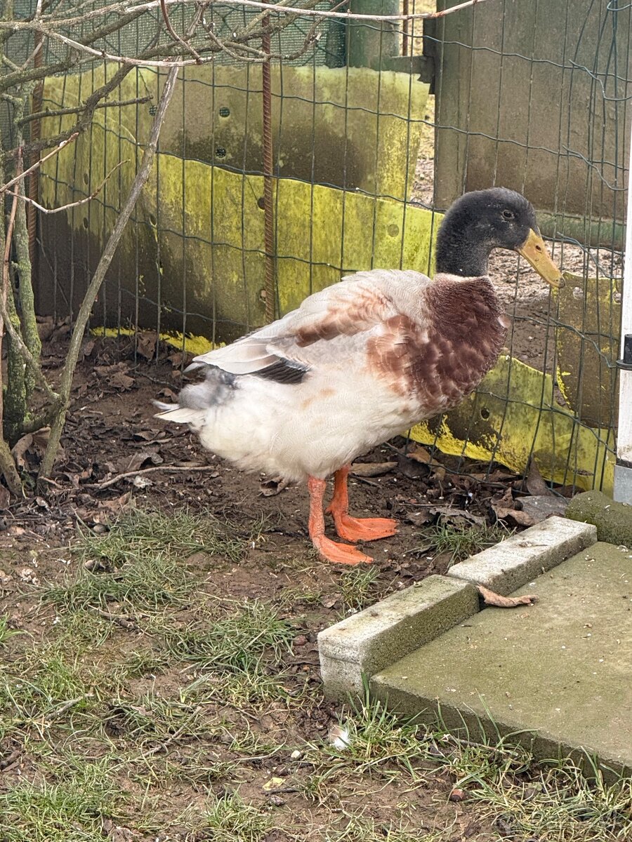 Indické bežce - párik - 3