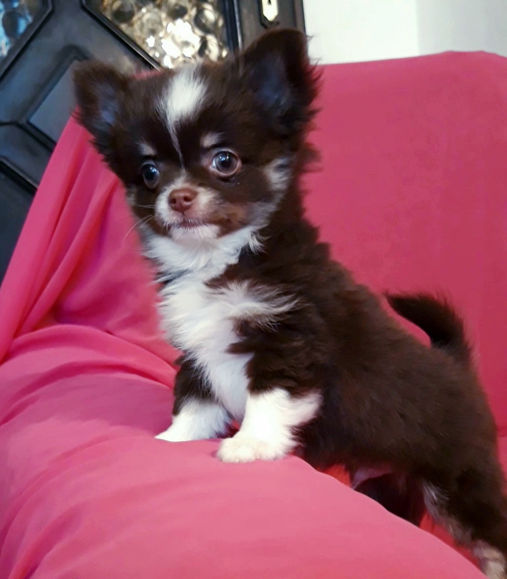 Čivava dlhosrstá - 1psík + 1fenka - 3