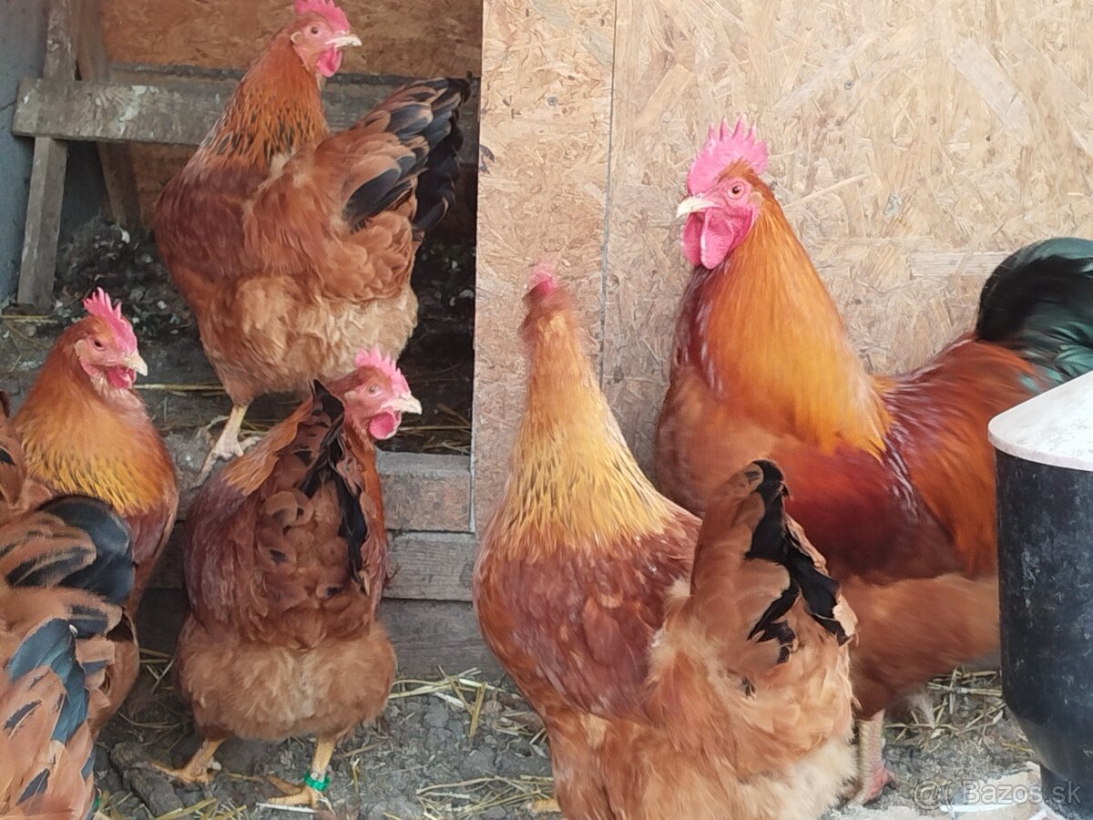 Nasadové vajcia hempšír - 3