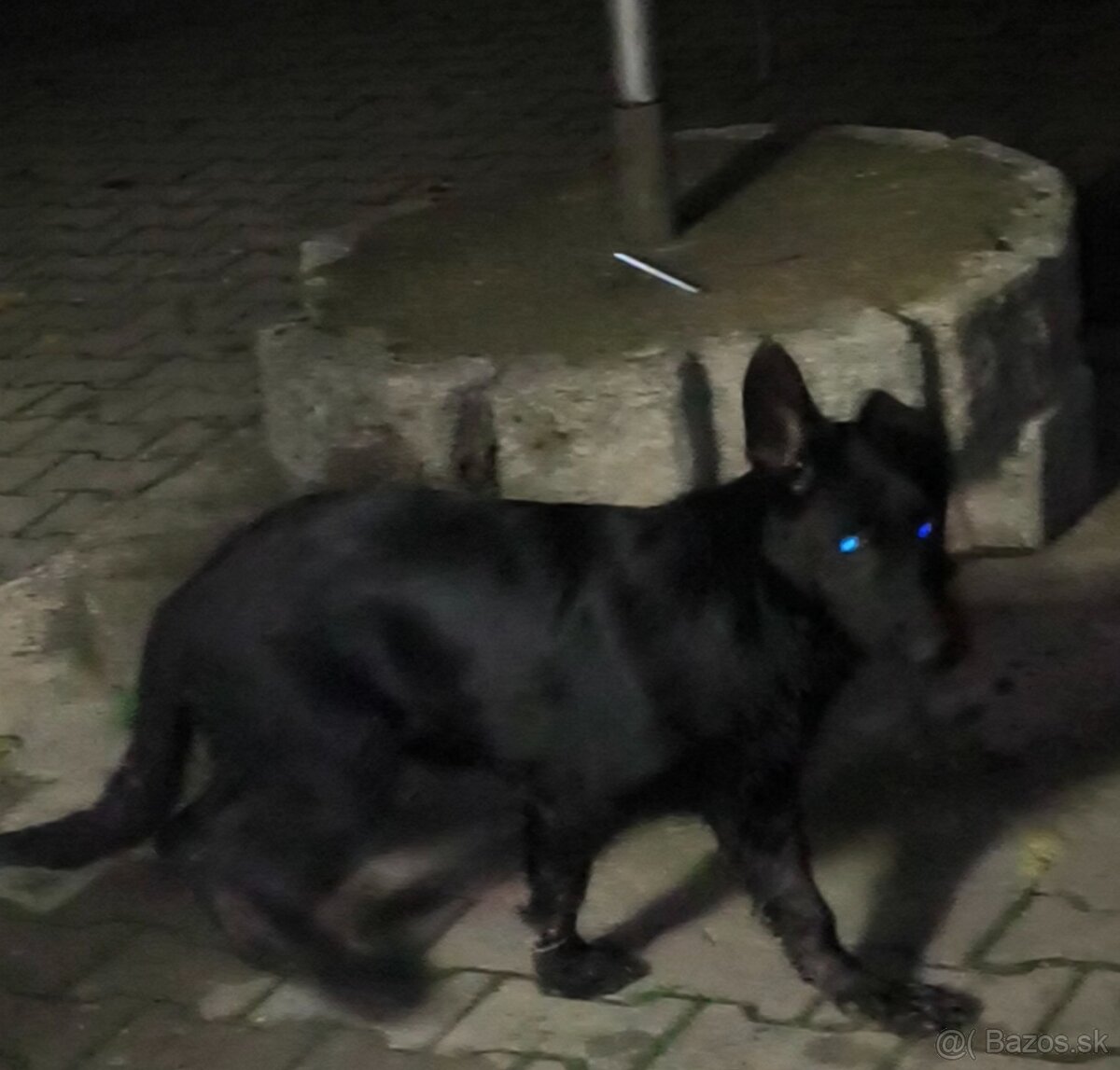 Nemecký ovčiak - 3