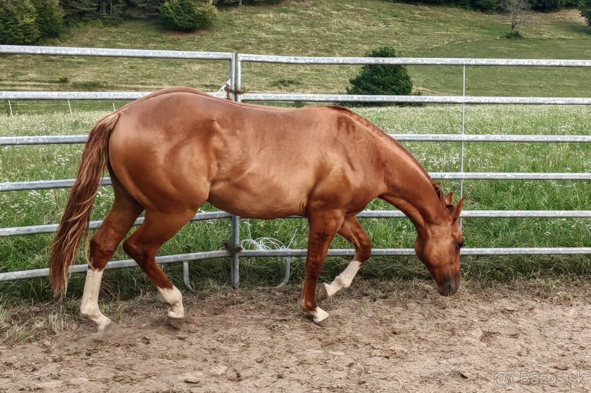 Mladý žrebec QH - 3