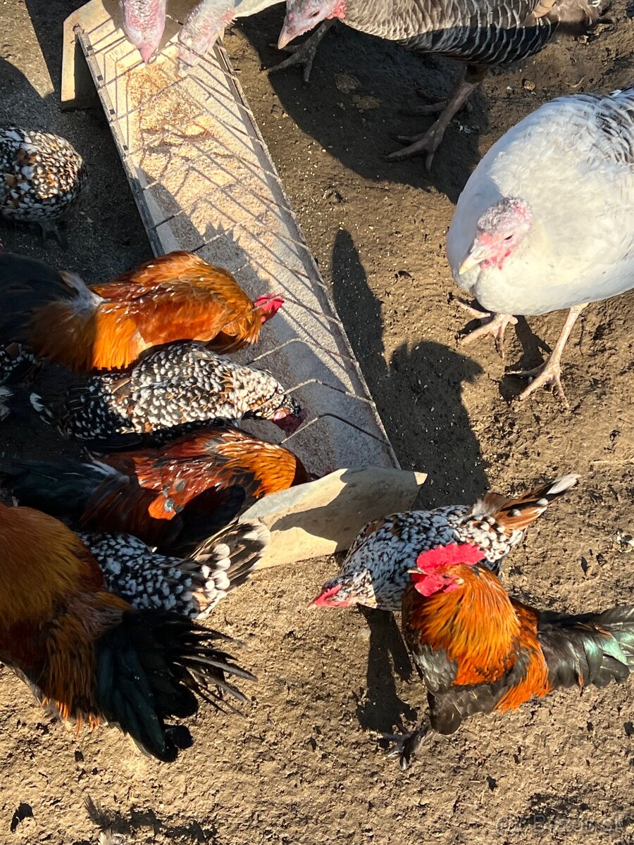 Liliputky Kohuty - 3