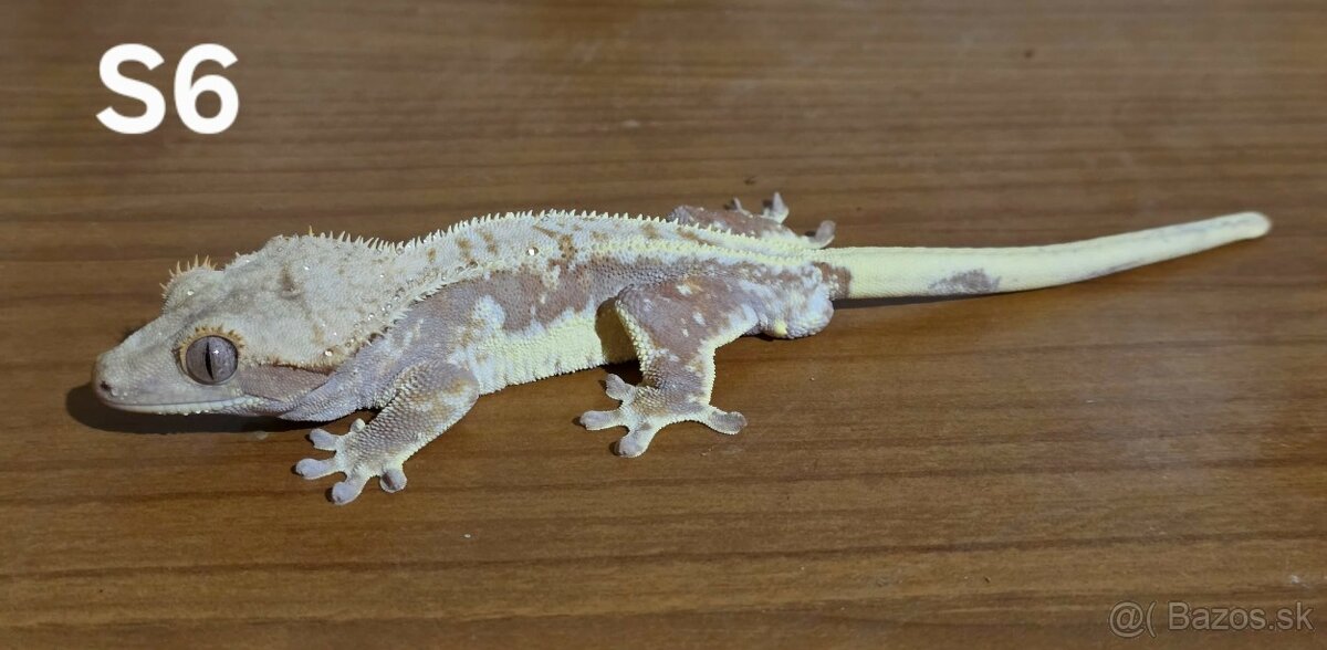 Pagekon riasnatý - 3