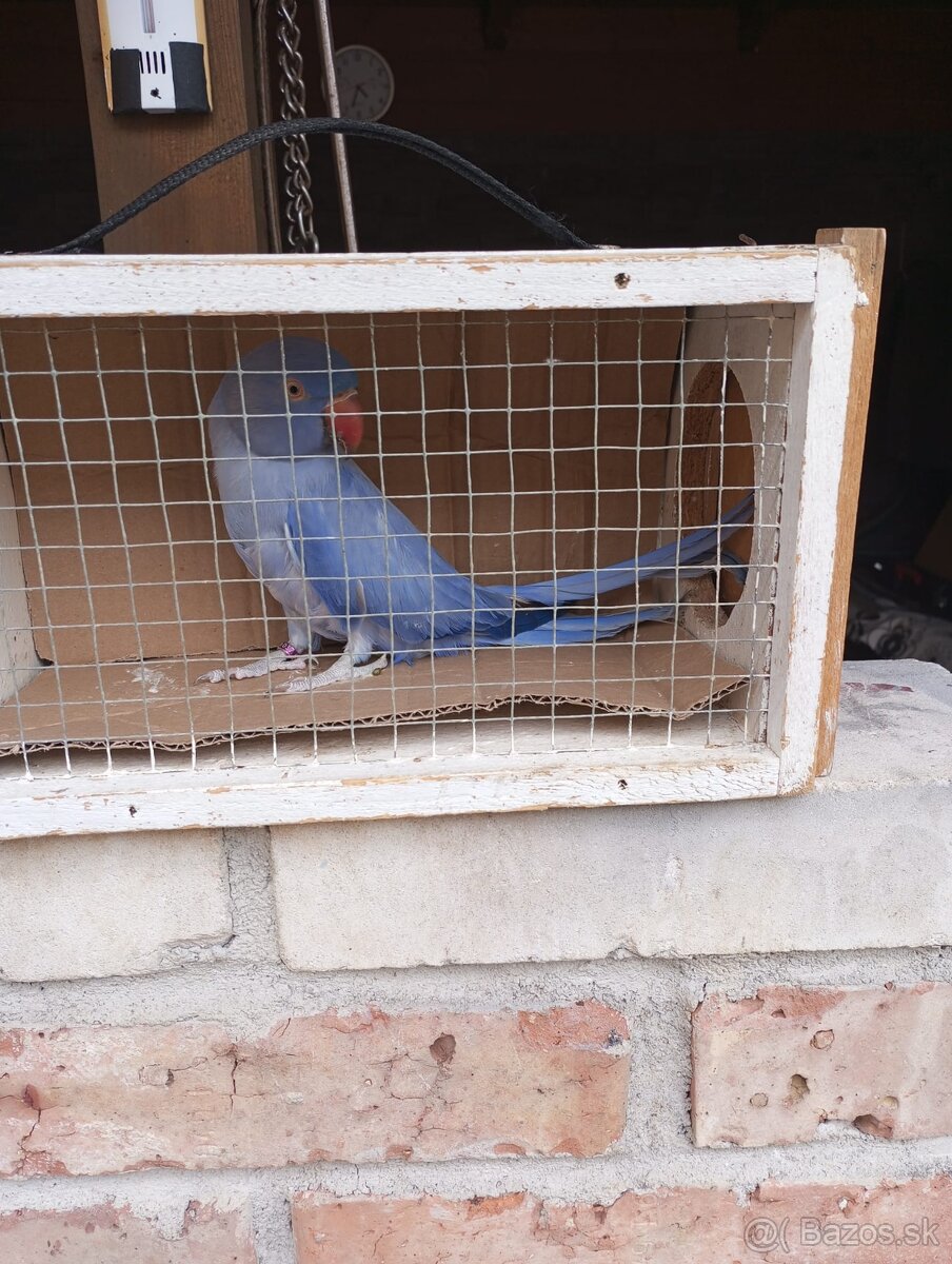 Predam alexander maly violeta - 3