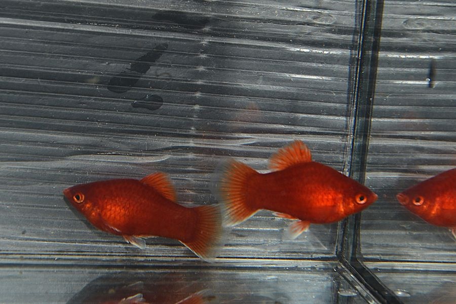 Spoločenské rybky - 3