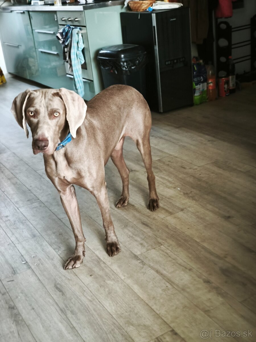 Weimarský stavač 2.ročný - 3