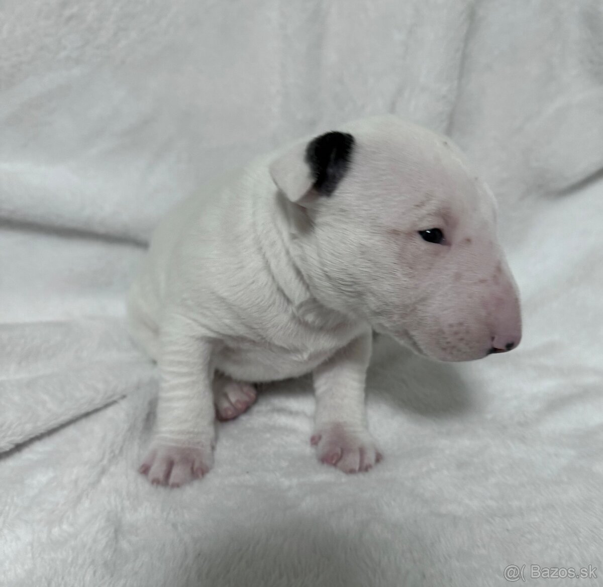 Miniaturní bulteriér s Pp - 3