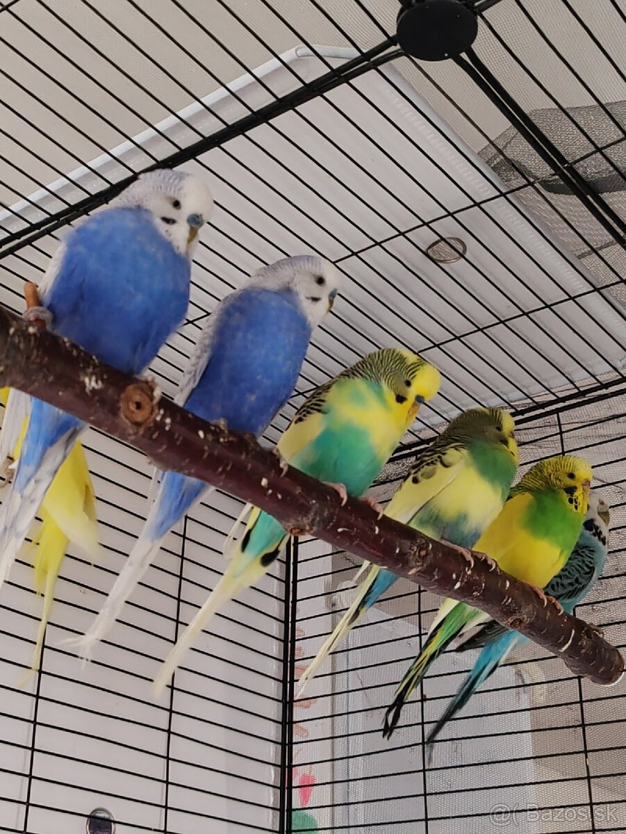 Výstavné, polovýstavné, dúhové andulky - 3