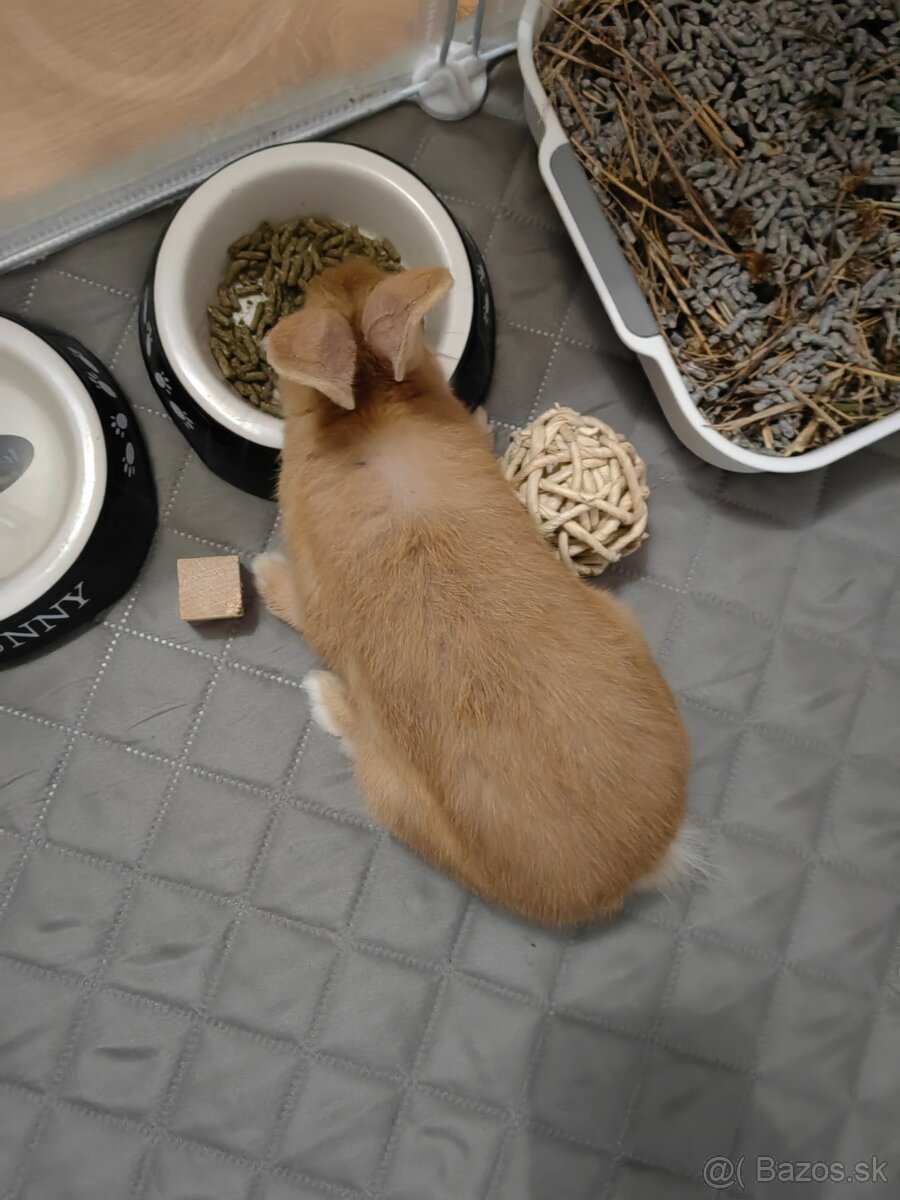 Zakrslý králik s ohradou - 3