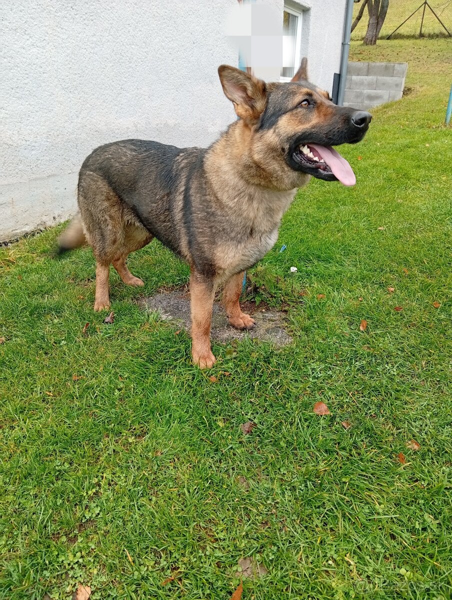 Sučka nemeckého ovčiaka - 3