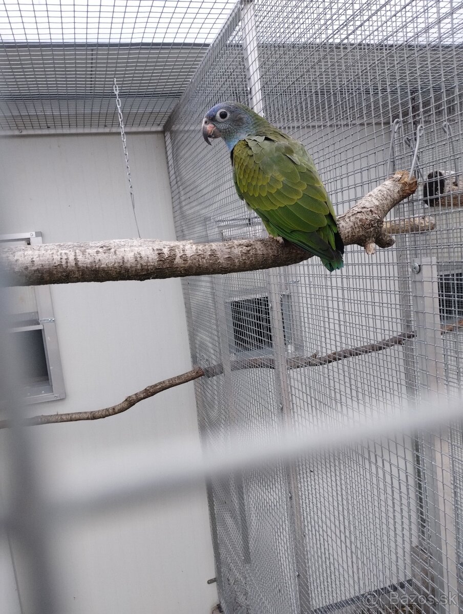 Amazonik modrohlavy - 3