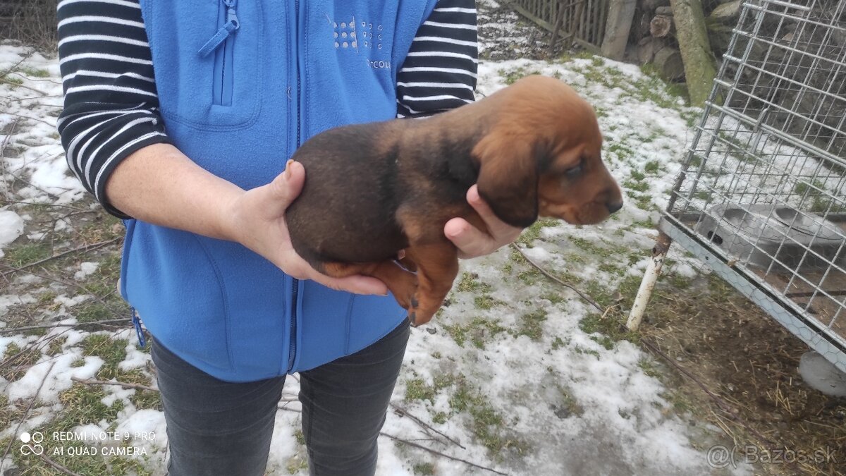 Predám šteniatka jazvečíkov krátkosrstých - 3