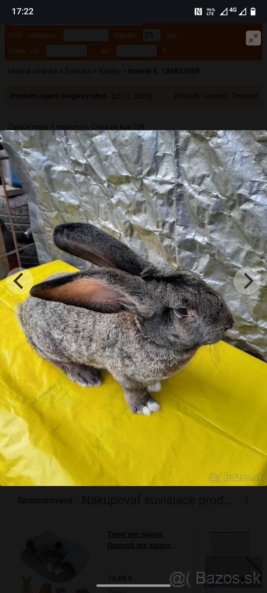 Belgický obor zajac - 3