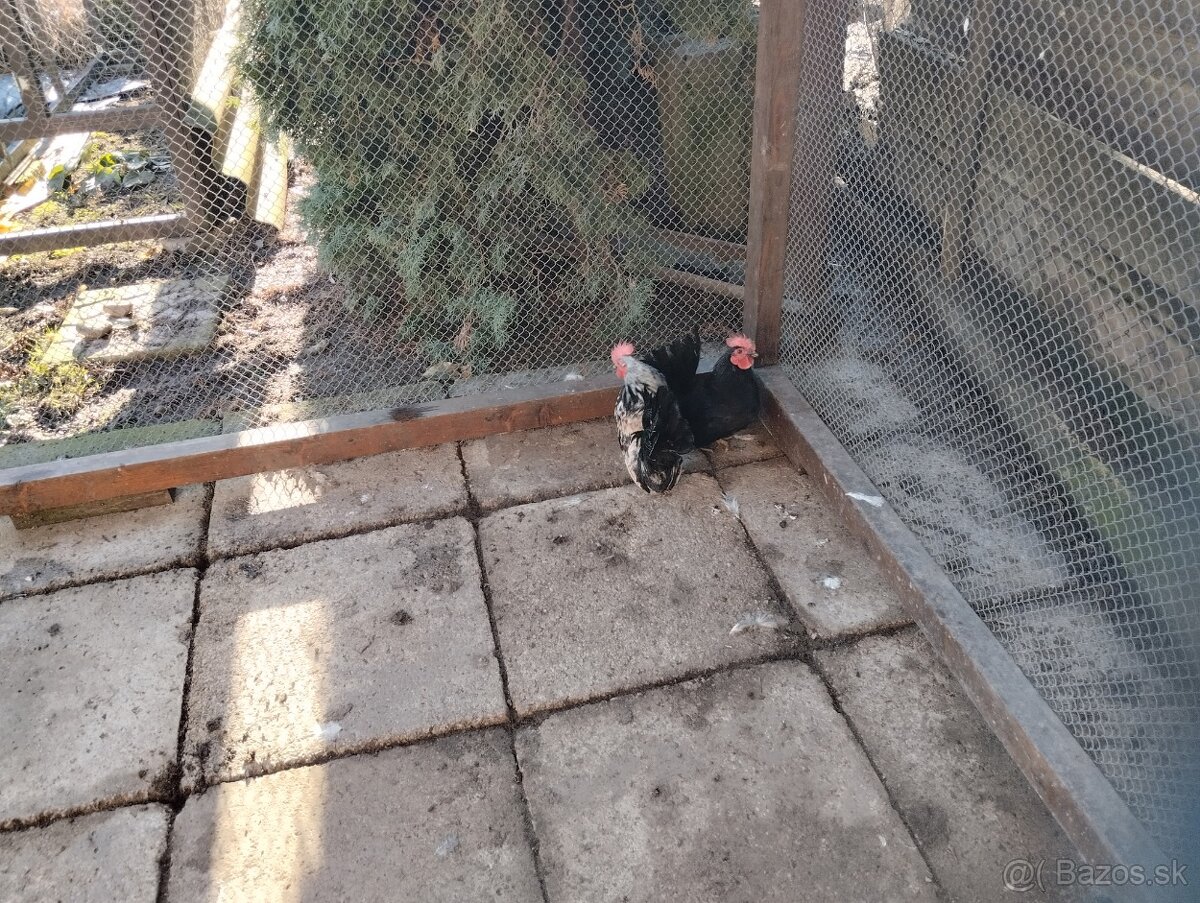 Predam kohúty - 3