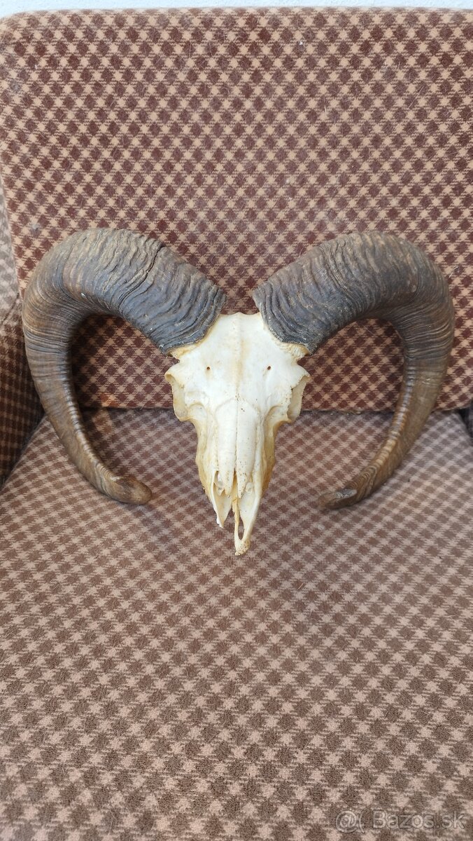 Predám trofej muflona parožie zhody trofeje - 3