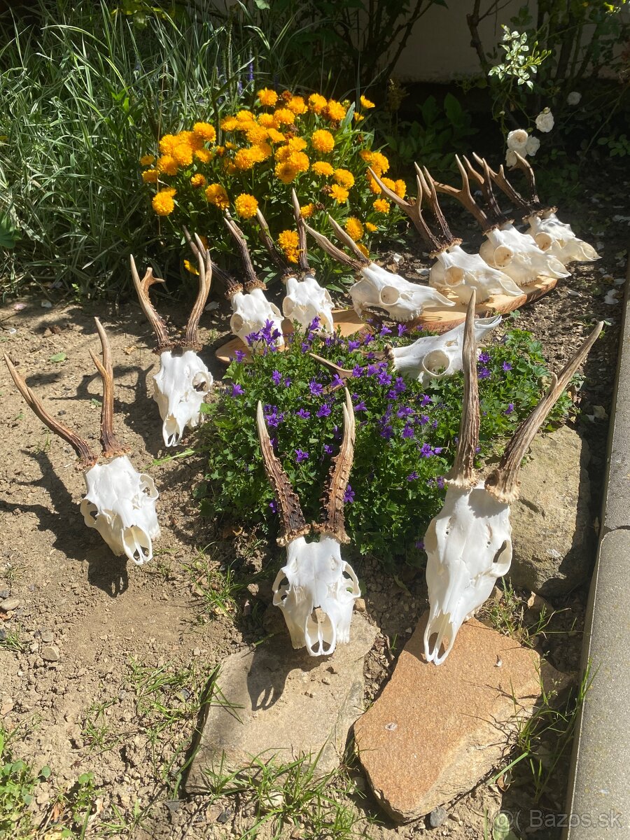 Úprava poľovníckych trofejí - 3