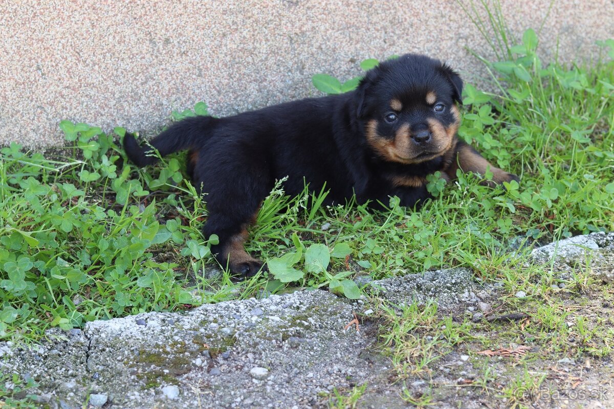 Rottweiler, rotvajler s PP - 3