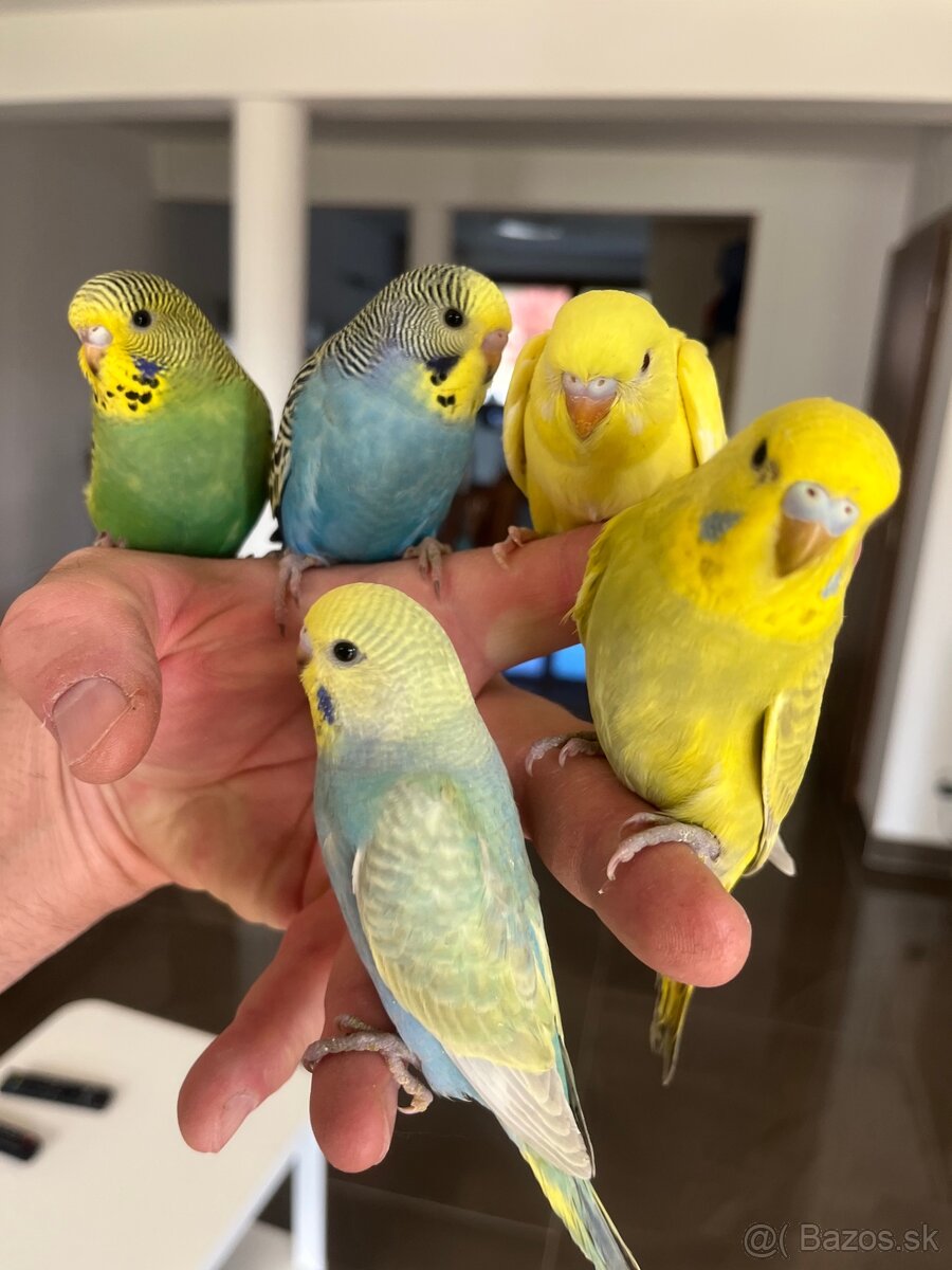 Andulka mlada Maznačik - 3