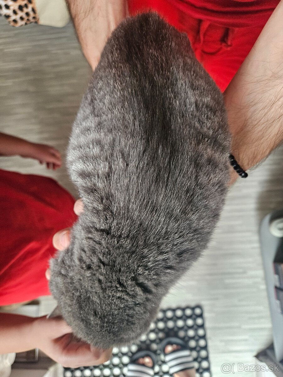 Podarujeme mačiatko - 3