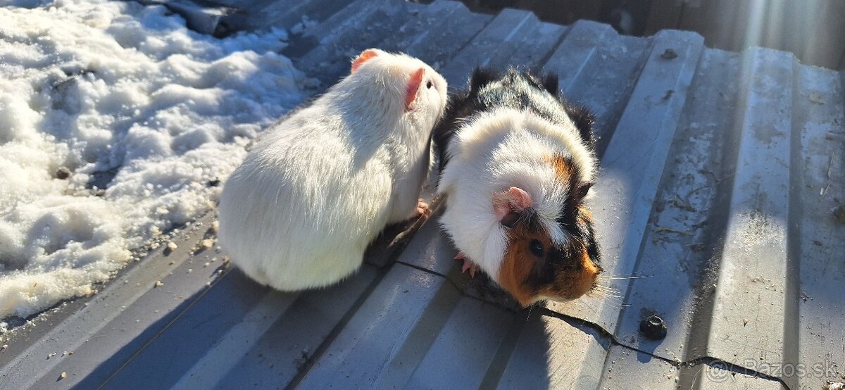 Morské prasiatká - 3