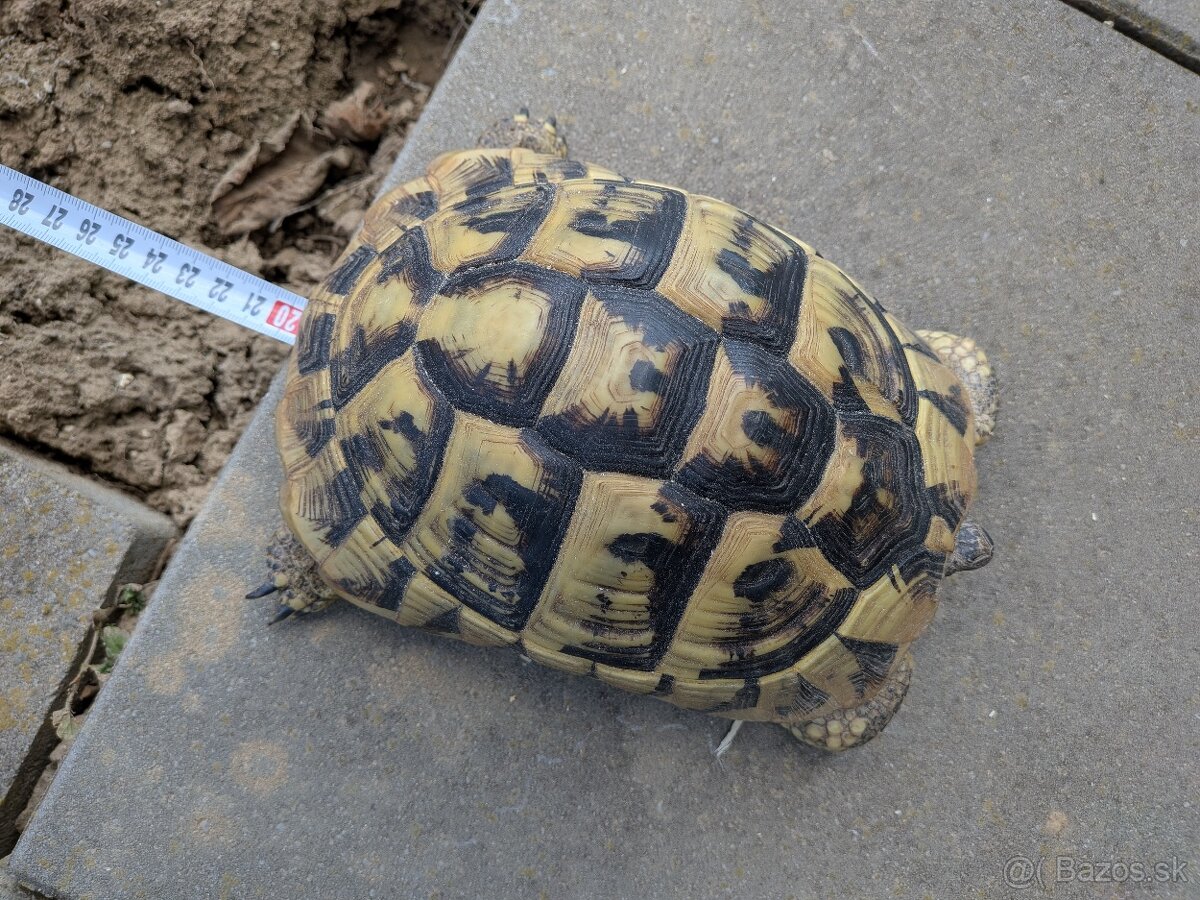 Suchozemská korytnačka - 3