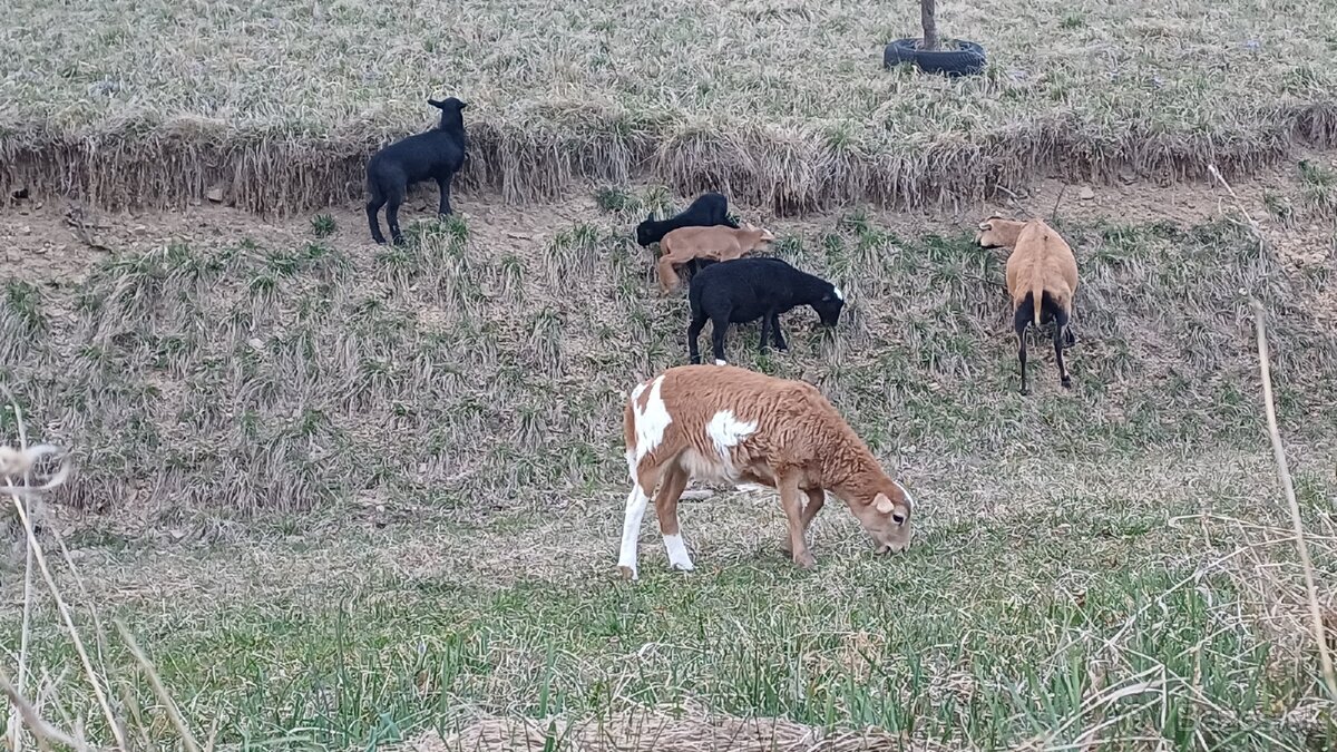 Predam ovce dorper/ kamerun - 3