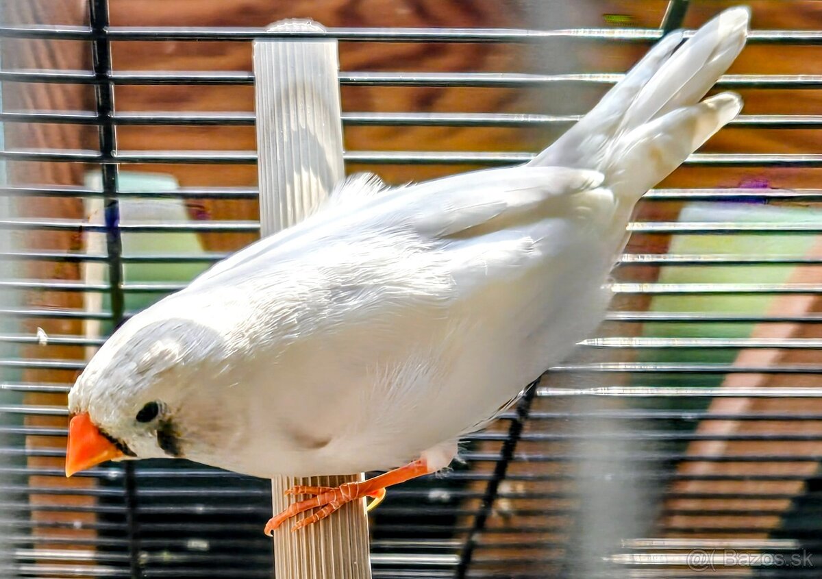 Zebricky maldý chovný pár - 3