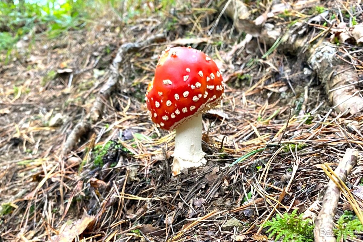 Na predaj rekreačný lesný pozemok - Brvnište. - 3