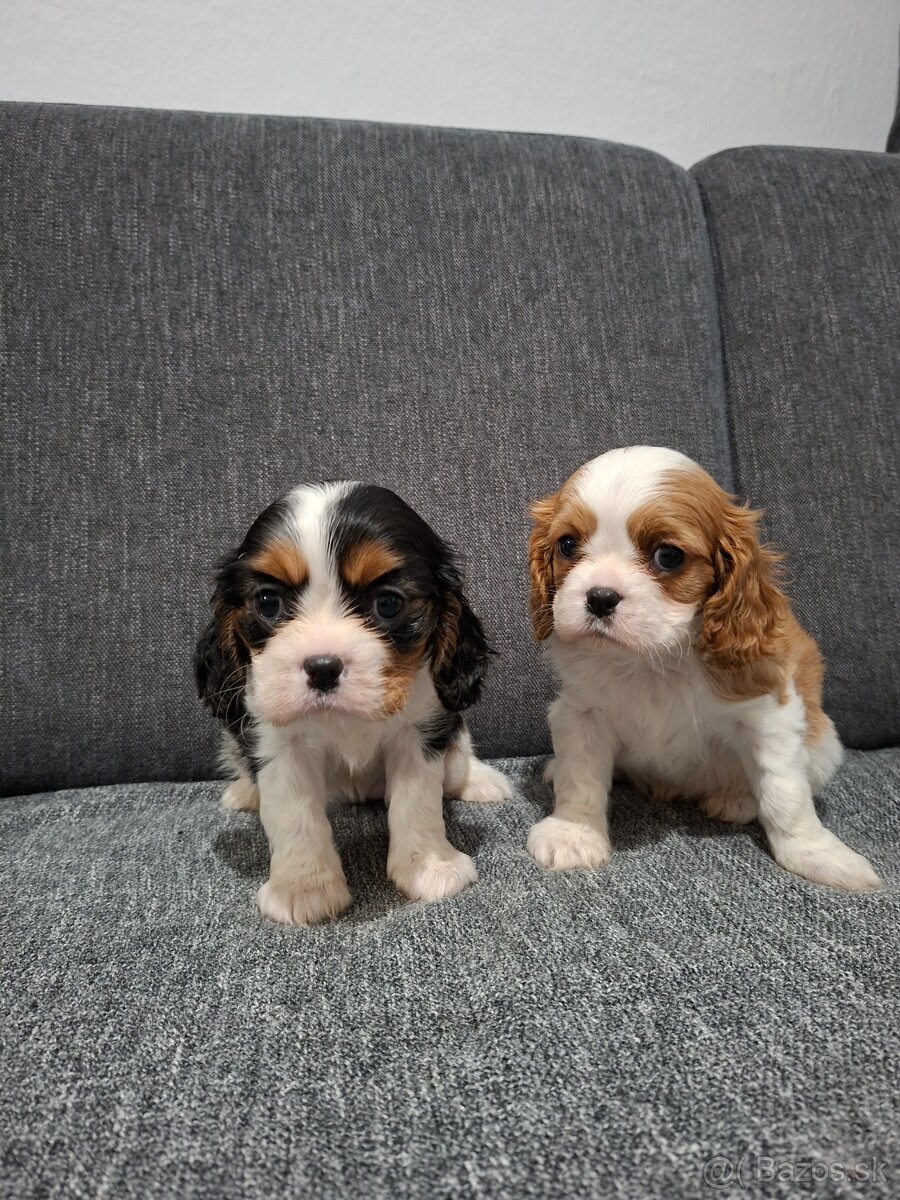 Cavalier kavalier king charles spaniel - 3