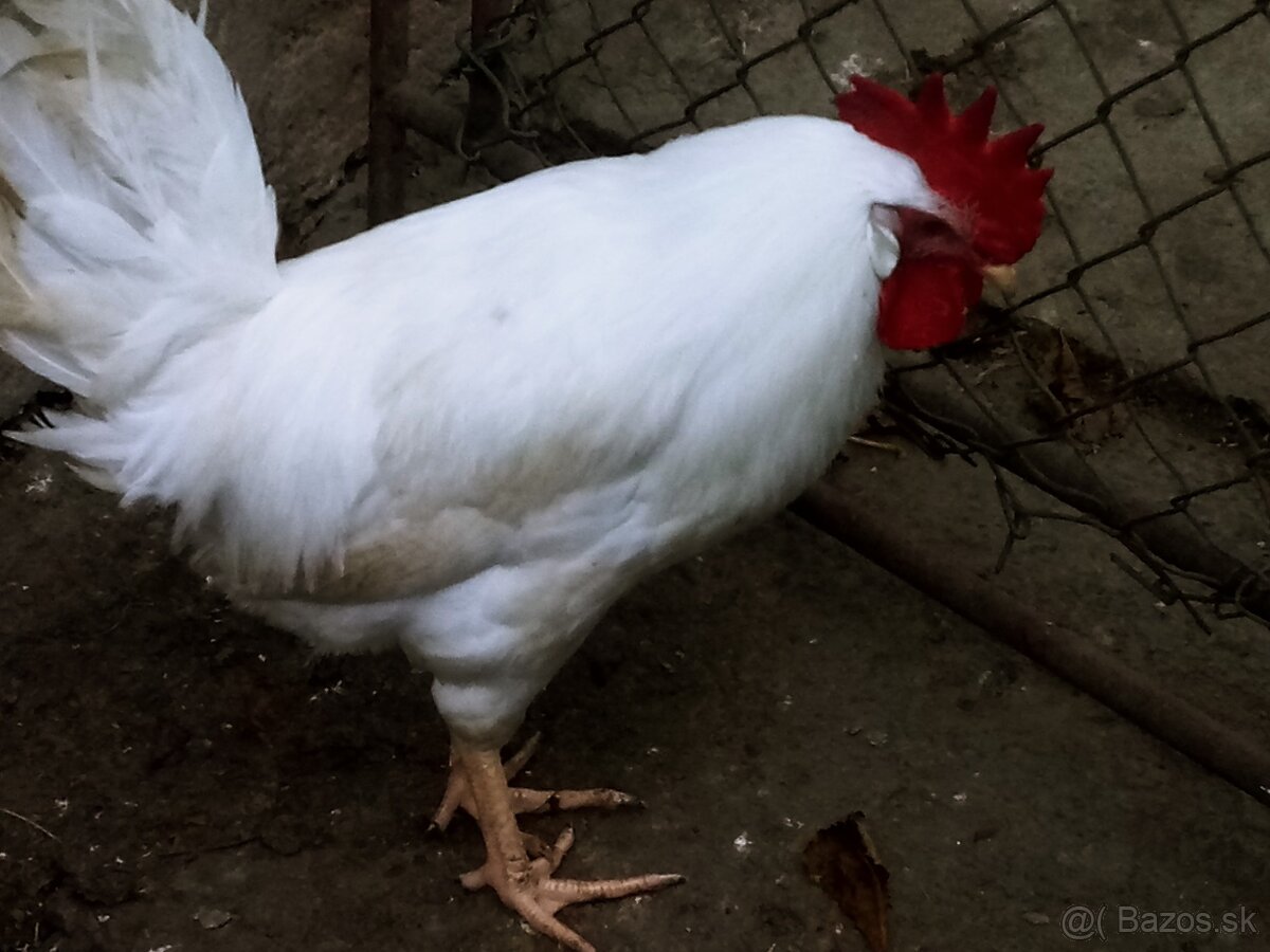 Predám - vymením kohúta leghorn - 3