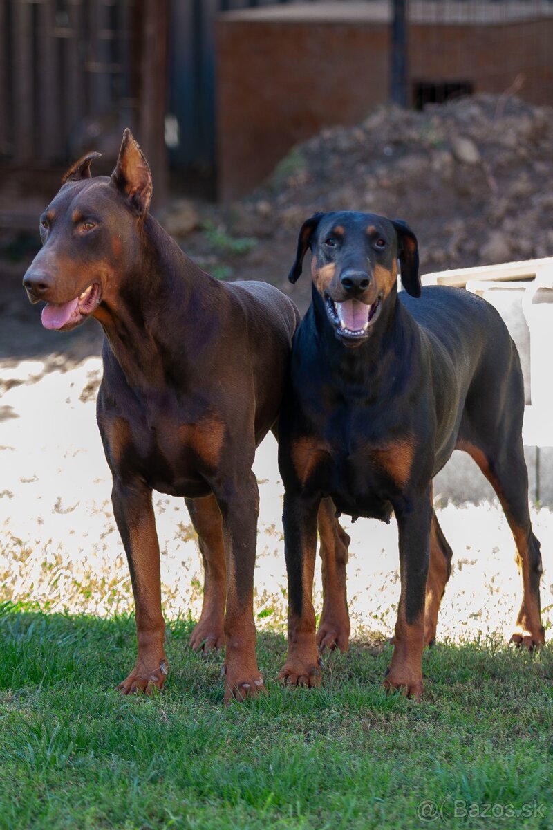Doberman - 3