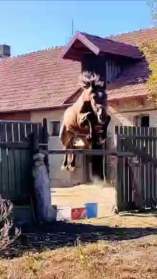 Predám skvelého 2-ročného ST žrebca - 3