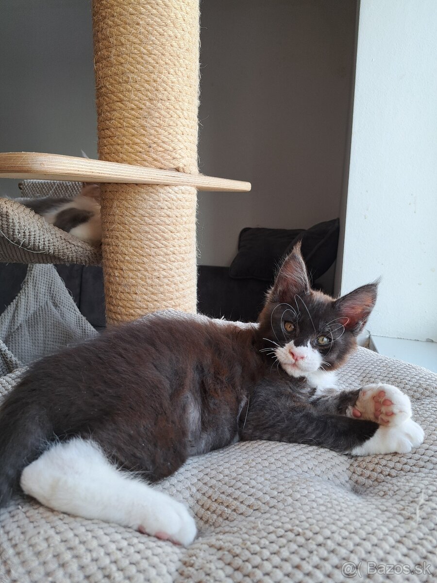 Mainska myvalia s PP - 3