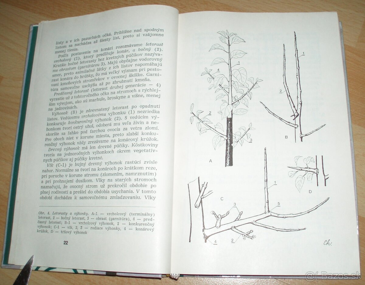 Rez a tvarovanie ovocných drevín - 3