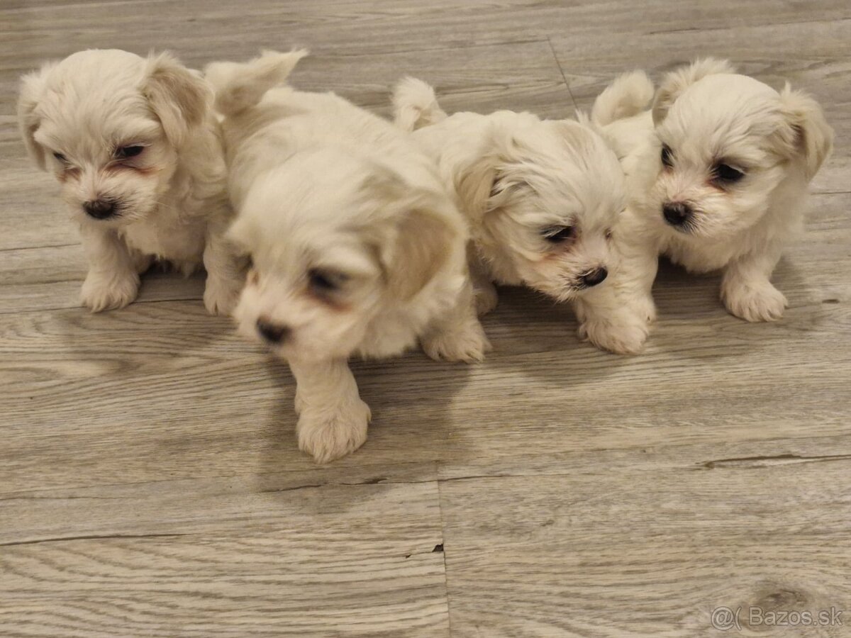 Predam šteniatka maltezaka - 3